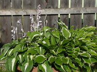 2023Hosta1.jpg