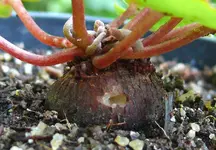 2023CyclaLoch.webp