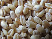 IMG_2393 v - Weizenkoerner.webp