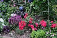 Juli         0923.webp
