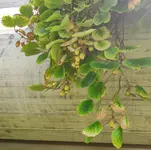 Kiwi_1.webp