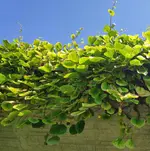 Kiwi_2.webp