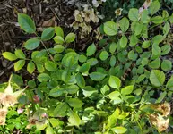 Rose_1.webp