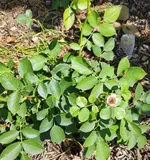 Rose_3.webp