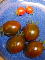P1010900Meine erste Tomatenernte2023.JPG