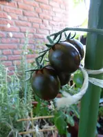 P1010894Streifenzipfel.webp