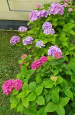 IMG_20230707_151346.webp
