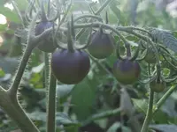 IMG_20230707_201137.webp