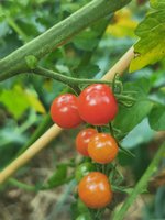IMG_20230707_201039.jpg