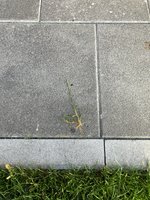 IMG_1678.jpeg