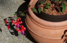 2023FuchsiBNS2.webp