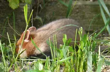 2023Hamster.webp