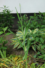 Allium rotundum 20230517.jpg
