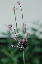 Allium rotundum Blüte 20230619.jpg