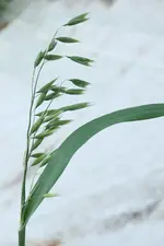 Hafer Blütenstand 20230619.webp