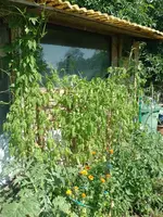IMG_20230709_104327.webp
