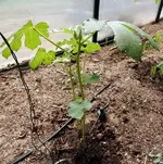 DSCN5015.webp