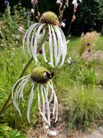 DSCN5009.webp