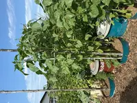 k-IMG_5003.webp