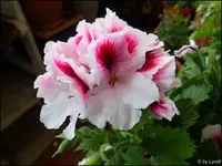 c063.webp
