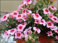 c065.webp