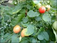 c069.webp