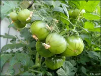 c071.webp
