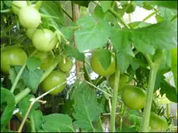 c072.webp