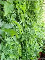 c073.webp