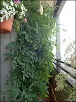 c074.webp