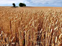 Kein Bett im Kornfeld.webp