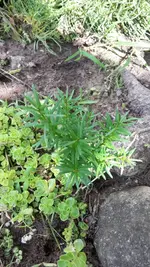 Baum2.webp