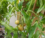 IMG_20230710_175011.webp