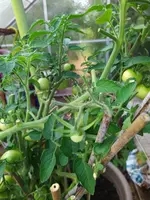 IMG_20230710_191200.webp
