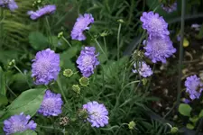 Scambiose 0120.webp