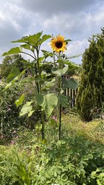 IMG_6553.jpeg