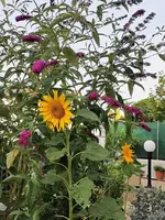 IMG_20230711_080523.webp