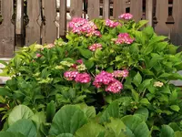 IMG_20230711_072233.webp