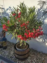 IMG_20230708_192459.webp