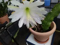 IMG_20230712_090409.webp