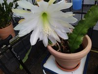 IMG_20230712_090409.jpg