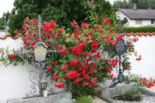 Elterngrab  0521.webp