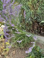 IMG_5274.jpeg