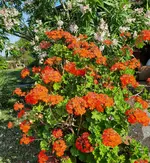 20230709_084758.webp