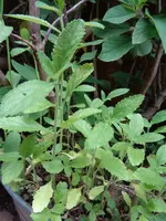 DSC00758.webp
