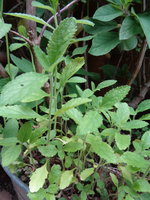 DSC00758.JPG