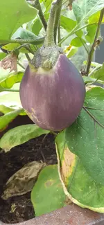 20230714_072440.webp