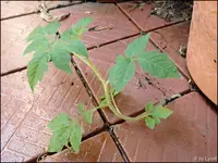 c075.webp