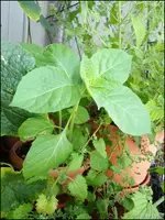 c076.webp