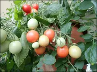 c078.webp